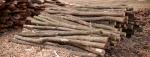 Akacija - Hlodovina