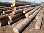 Smreka Hlodovina za žaganje | Mehek les | Hlodovina | TRANS-WOOD