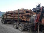 Hrast Les na panju | Trd les | Hlodovina | FIGULI, s.r.o.