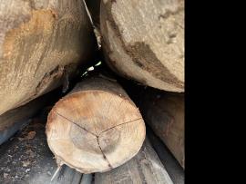 Bukev Furnirska hlodovina |  Trd les | Hlodovina | SF WOOD, s. r. o.