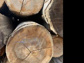 Bukev Furnirska hlodovina |  Trd les | Hlodovina | SF WOOD, s. r. o.