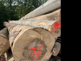 Bukev Furnirska hlodovina |  Trd les | Hlodovina | SF WOOD, s. r. o.