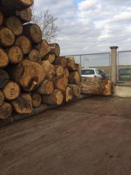 Hrast Furnirska hlodovina | Trd les | Hlodovina | D&C SNEGL