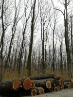 Oreh Hlodovina za žaganje |  Trd les | Hlodovina | Adam