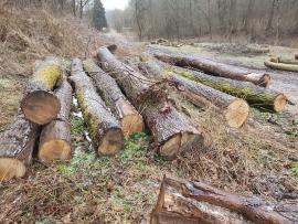 Hrast Hlodovina za žaganje |  Trd les | Hlodovina | Bartoš Gašpar - Biofire
