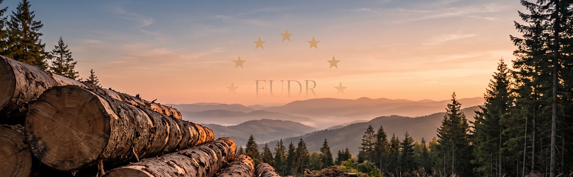 Stacked logs in a forest – the EU deforestation regulation (EUDR) for timber